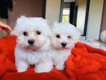 Malteser Welpe 300 EUR