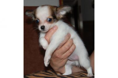 MINI KURZHAAR CHIHUAHUA