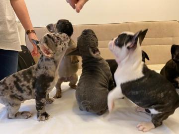 Franz?sische Bulldogge Welpe H?ndin Blau