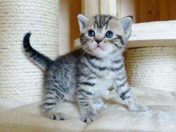 Wundersch�ne, reinrassige BKH Kitten