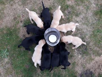 Reinrassige Labrador Welpen