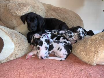 Deutsche Dogge Welpen