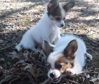 Beautiful Papillon puppies
