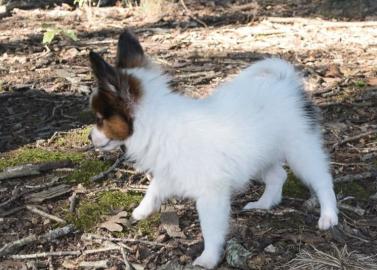 Beautiful Papillon puppies