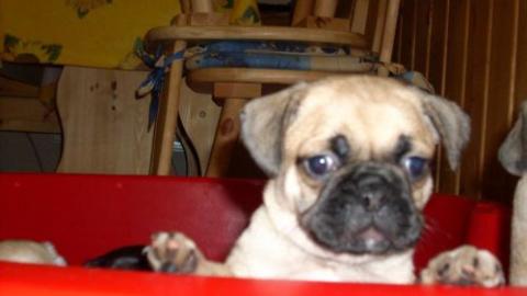 Mops Welpen (ein M�dchen und ein Junge)