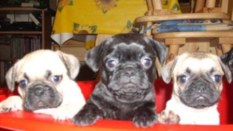 Mops Welpen (ein M�dchen und ein Junge)