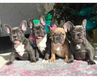 Wundersch?ne franz?sische Bulldoggewelpe