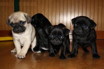 Wundersch�ne Mop Babys weibl.  und m�nnl
