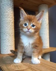 Wundersch�ne Maine-Coon-Katzen abzugeben