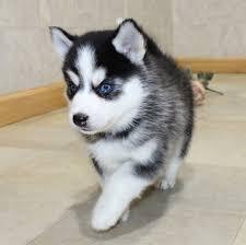 Reinrassige Pomsky Welpen