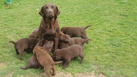 Labradorwelpen;WHATSAPP: +4915213140266