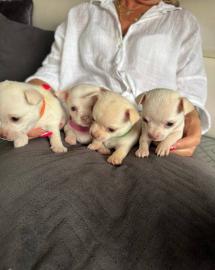 Wir haben bezaubernde Chihuahua-Welpen,