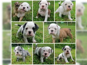 Englische Bulldogge Welpen