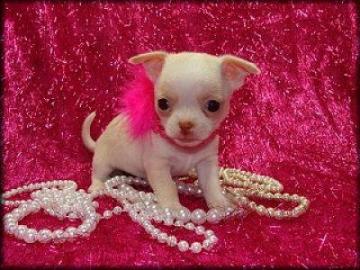 Typvolle Chihuahua Welpen KH und LH