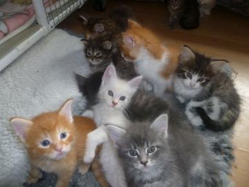 Maine Coon katzchen aus Championverpaaru