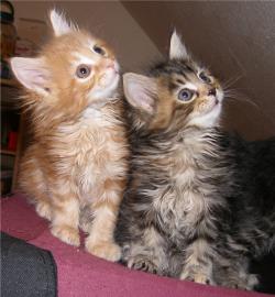 Maine Coon katzchen aus Championverpaaru