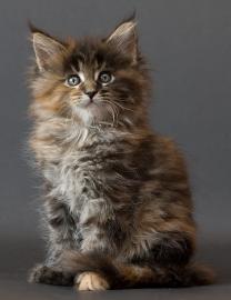 Maine Coon katzchen aus Championverpaaru