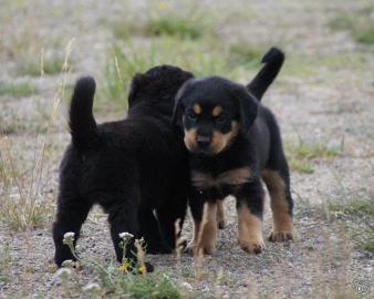 ROTTWEILER WELPEN BEREIT MIT PAPIEREN