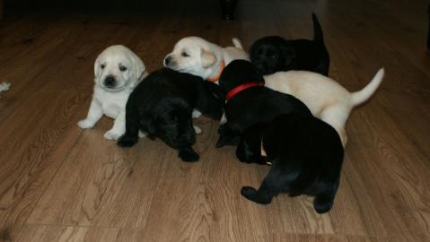 Labrador Welpen, m�nnlich & weiblich