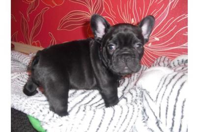 Franz�sische Bulldoggen Welpe Blau Schec