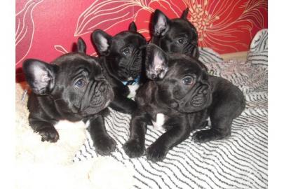 Franz�sische Bulldoggen Welpe Blau Schec
