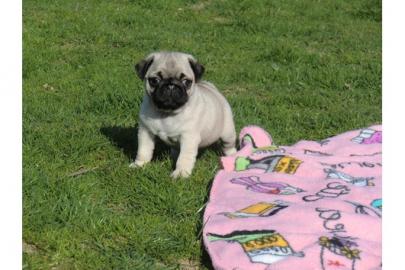 Wundersch�ne reinrassige Mops