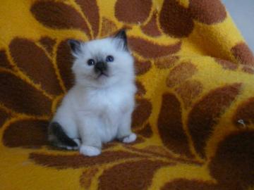 Heilige Birma mit Stammbaum