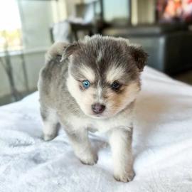 Pomsky Welpen mit Papieren whatsapp numm