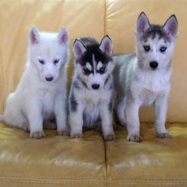 Pomsky Welpen