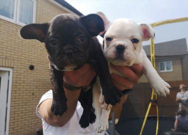 franz?sische Bulldoggenwelpen