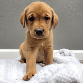 LABRADOR WELPEN