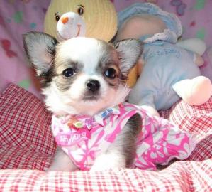 Typvolle Chihuahua Welpen.  suchen Traump