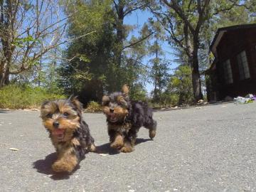 S??er Yorkshire Terrier Mini Welpen