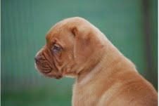 pit bull * Welpen * mit Ahnentafel aus l