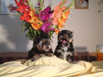 Yorkshire terrier welpen ab sofort