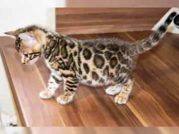 .  .  :: Ben--gal Kitten in wundersch�nen