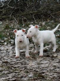 Miniatur Bullterrier R�den / Weibchen