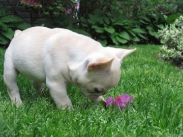 Qualit�t Franz�sisch Bulldog Welpen
