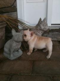 Qualit�t Franz�sisch Bulldog Welpen