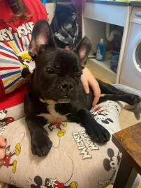 Franz?sische Bulldoggen Welpen,. ,