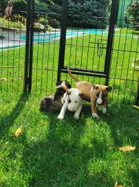+S??e Mini Bullterrier welpen