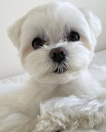 Mini wei?e Malteser Welpen. 
