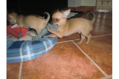 S��e Chuhuahua Welpen