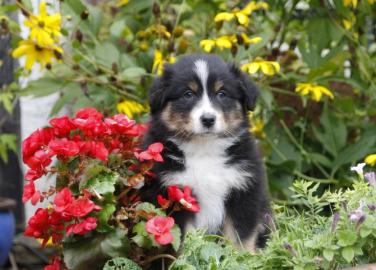 australian sheperd