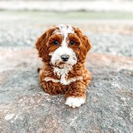 F2B Red Labradoodle-Welpen