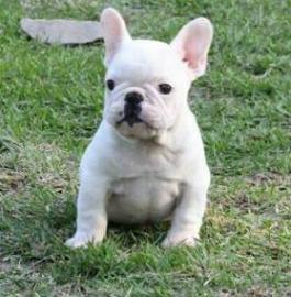 franz�sische Bulldog Welpen
