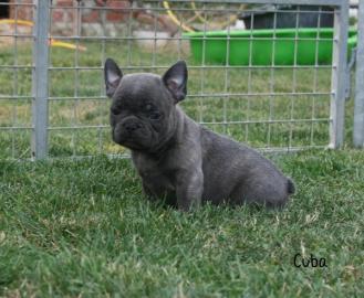 Wundersch�ne Franz�sische Bulldoggen-bab
