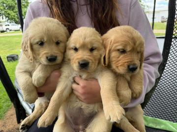 Wundersch�ne Golden retriever welpen s��