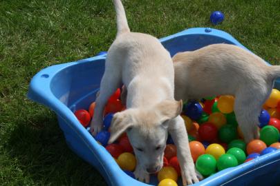 Wundersch�ne Labradorwelpen mit Papieren