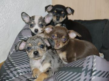 Wunderschne reinrassige Chihuahua Babys